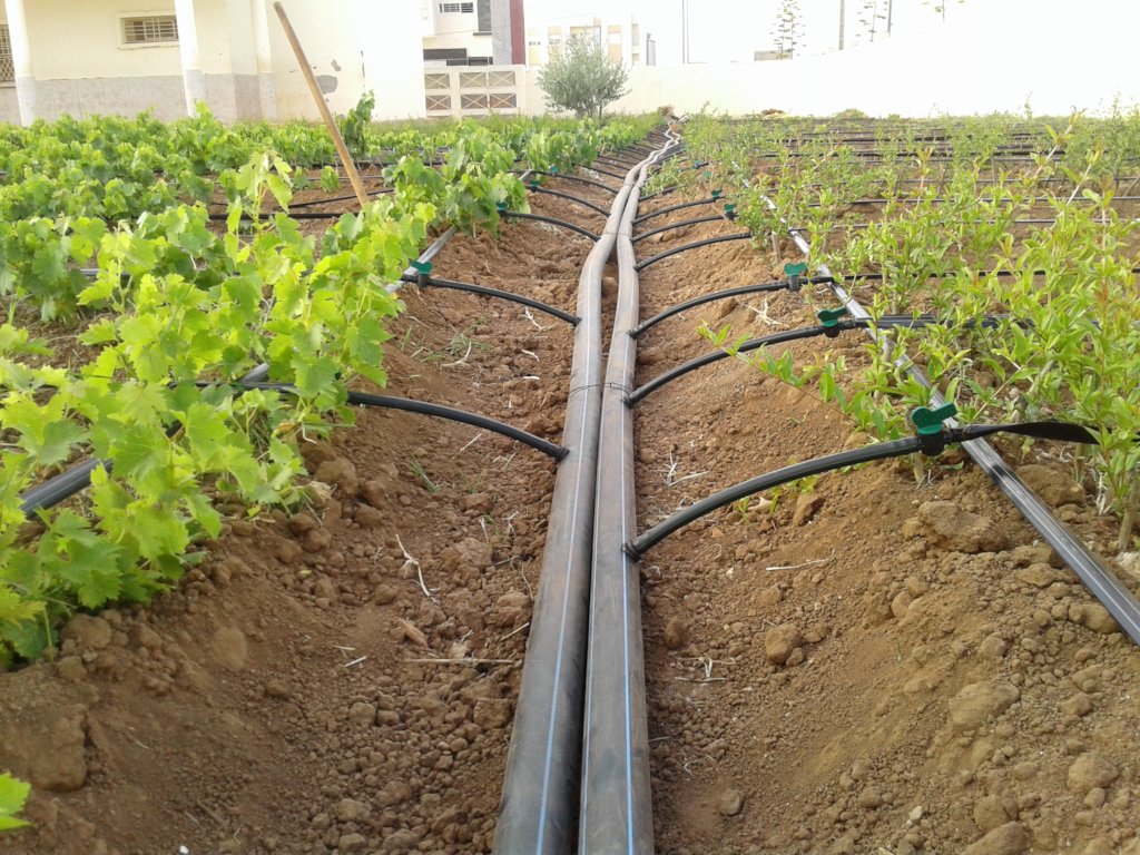 Drip irrigation lines installed across a cultivated field